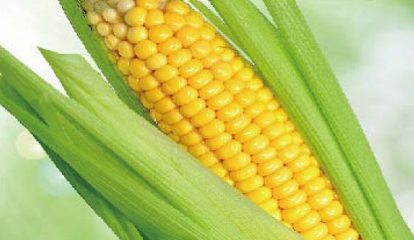 陶瓷膜应用：生物、医药行业